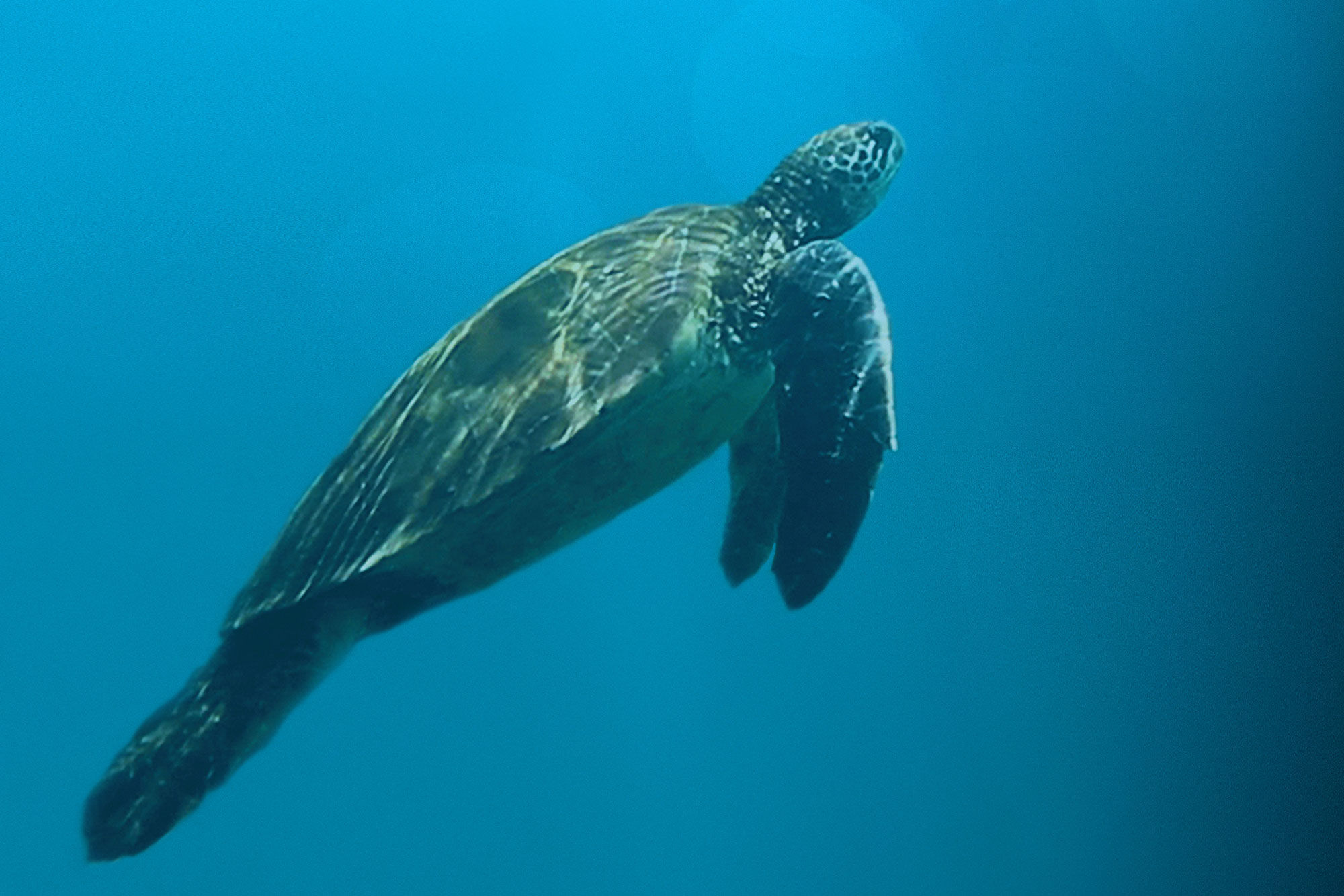 Tortue - Reina Silvia Voyager