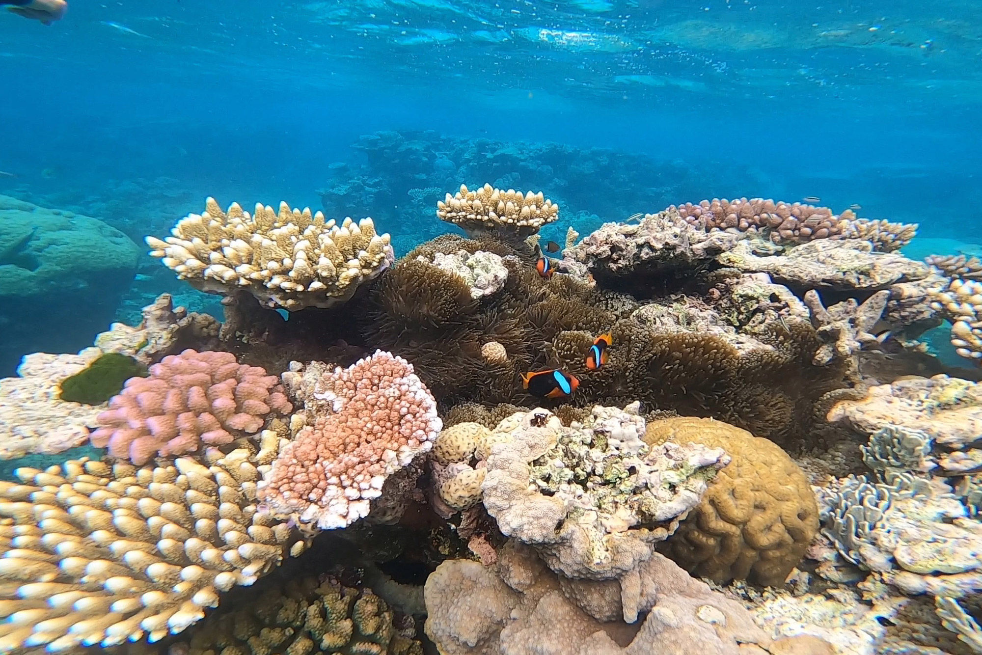 Recife de Coral - Eureka