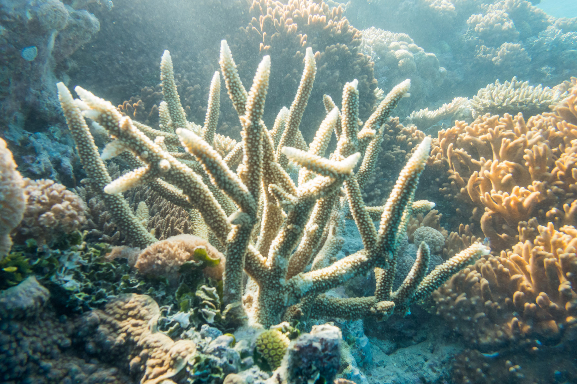 Coral Reef - Eureka