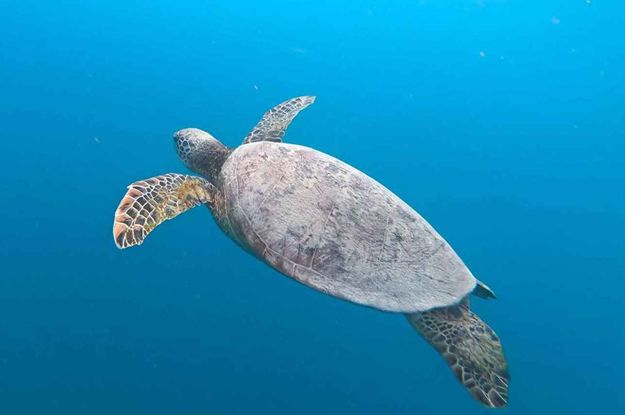 Schildpad - Powerplay