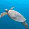 Schildpad - New Horizon
