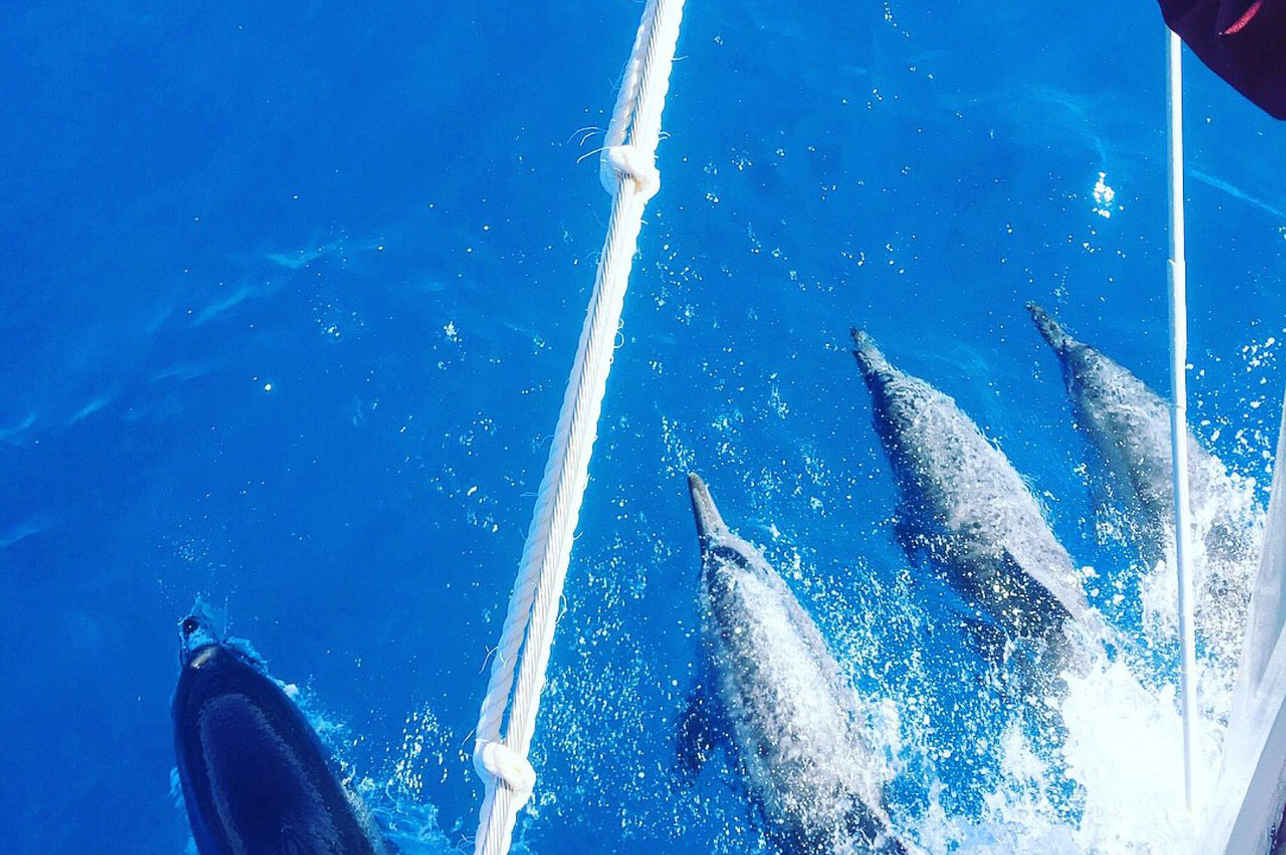 Dolphins