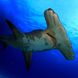 Tubarão - Dolphin Dream
