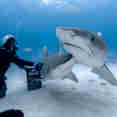 Diving