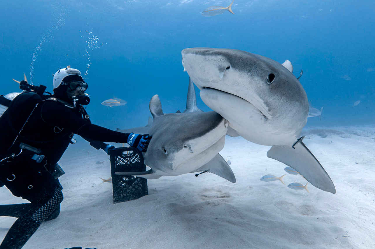 Diving