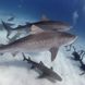 Shark - Dolphin Dream