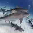 상어 - Dolphin Dream