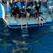 Plataforma de Mergulho - Dolphin Dream