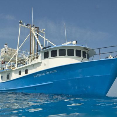 Dolphin Dream — vessel photograph