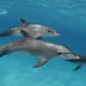 Vida Aquatica  - Dolphin Dream