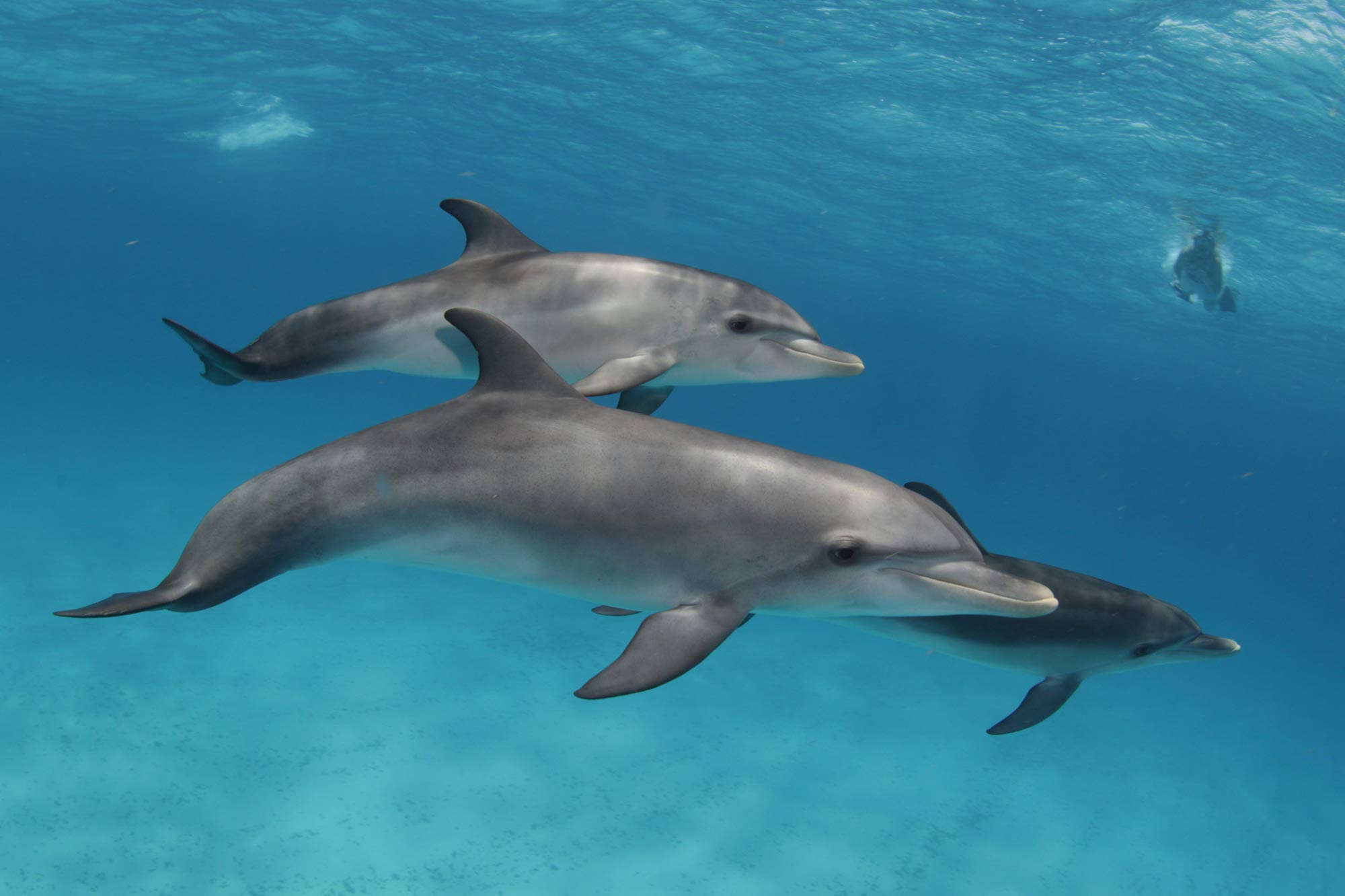 海洋生物 - Dolphin Dream