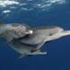 Marine Life - Dolphin Dream
