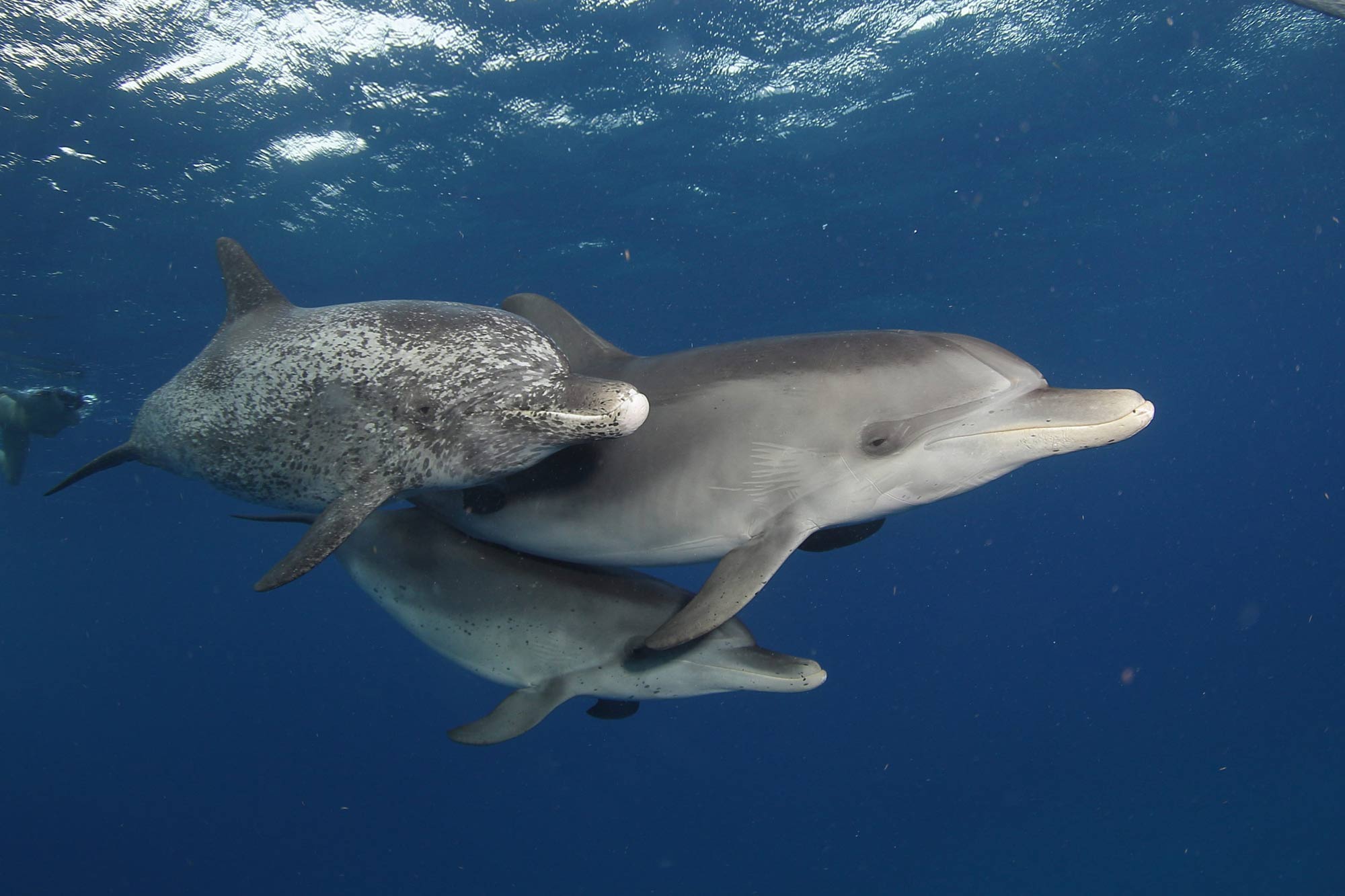 Marine Life - Dolphin Dream
