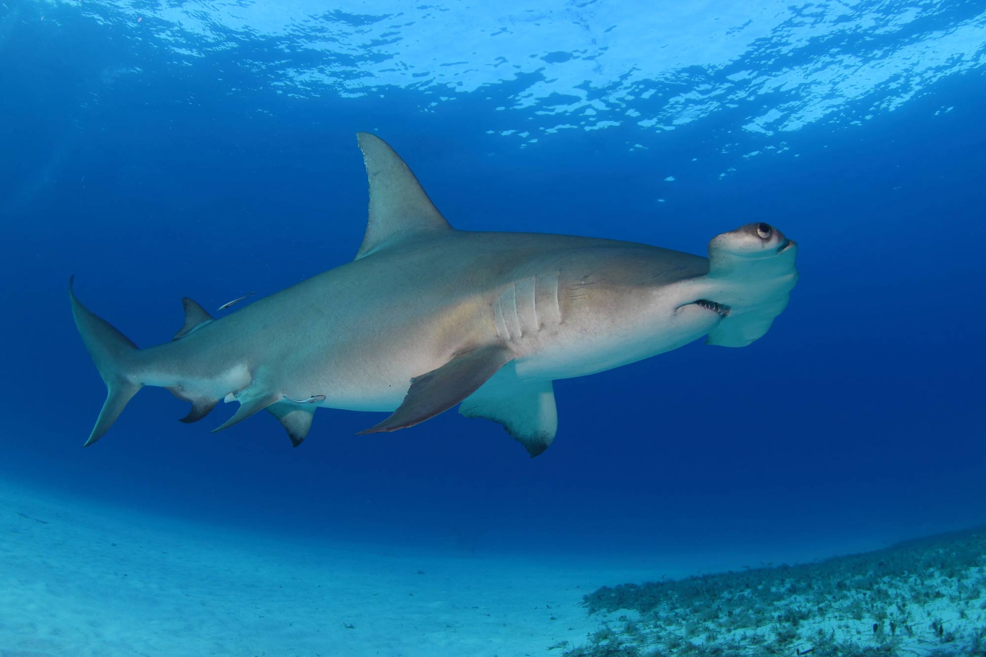 Dolphin Dreamダイブクルーズ, バハマ - LiveAboard.com