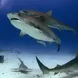 Requin - Dolphin Dream