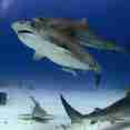 상어 - Dolphin Dream
