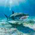 상어 - Dolphin Dream