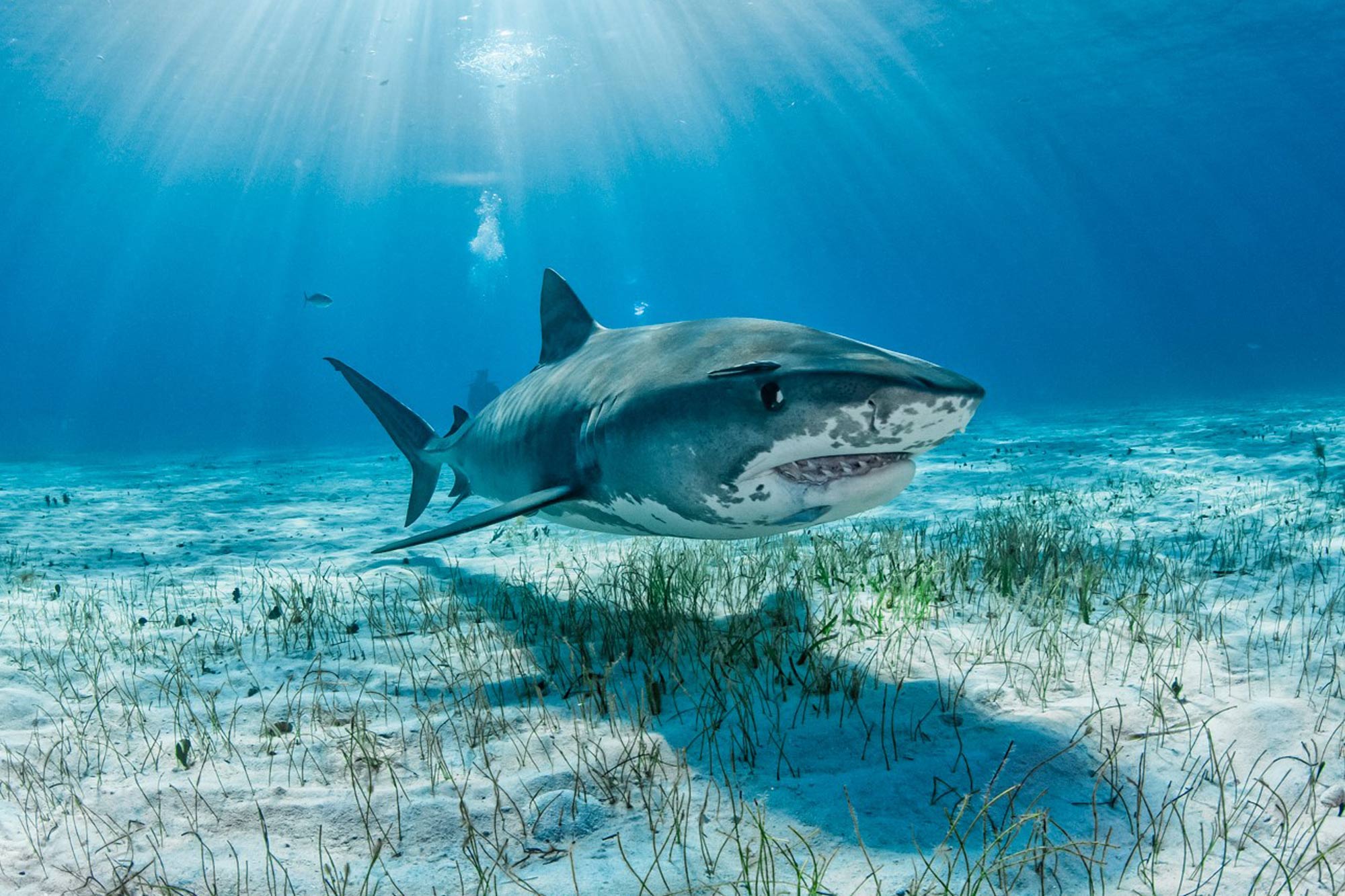 鲨鱼 - Dolphin Dream