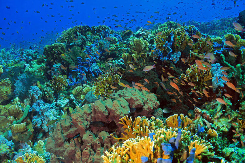 Coral Reef - Queenesia II