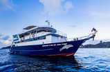 Blue Dolphin