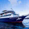 Blue Dolphin