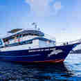 Blue Dolphin