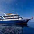 Blue Dolphin