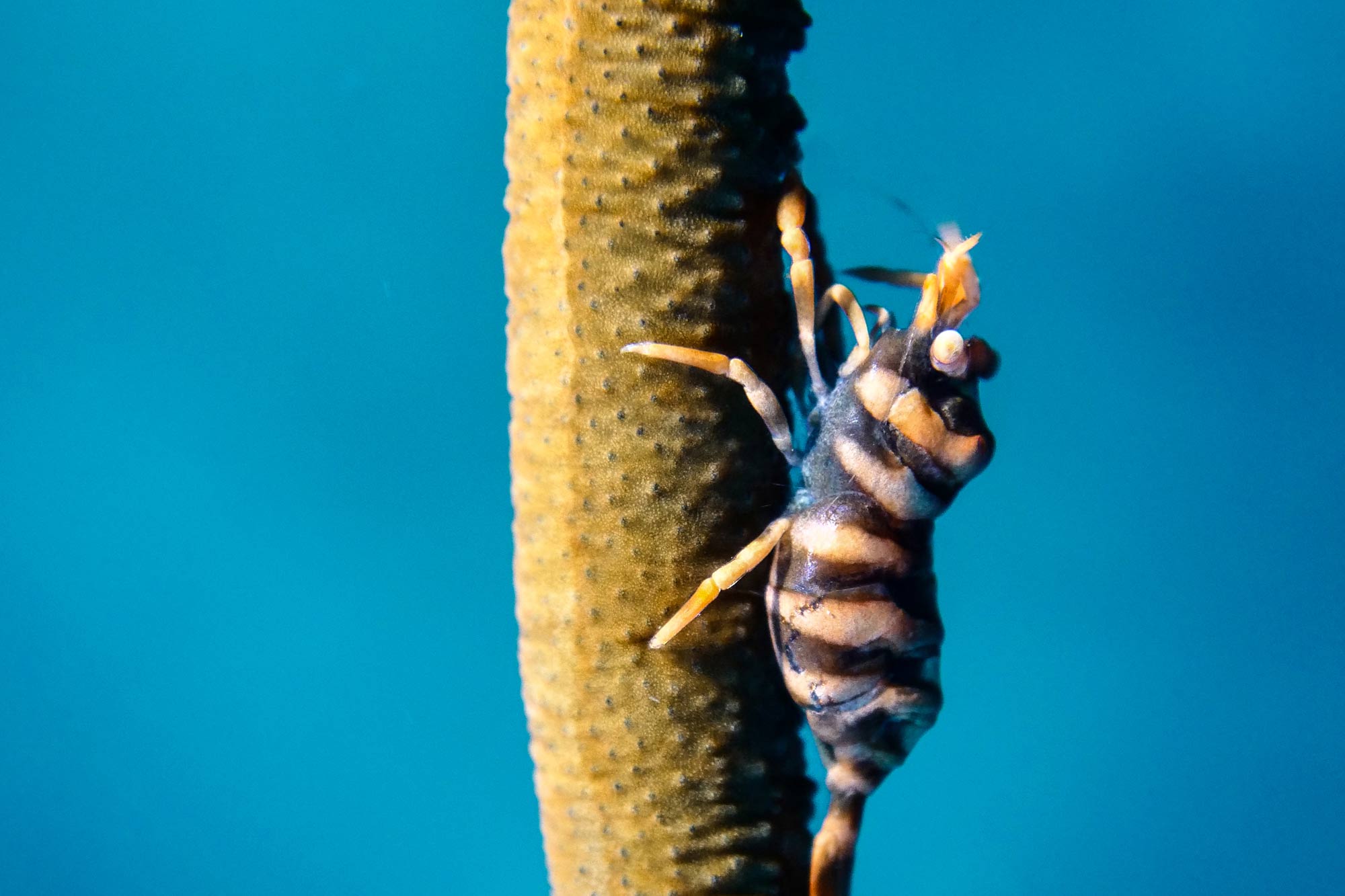 Whip Coral Shrimp