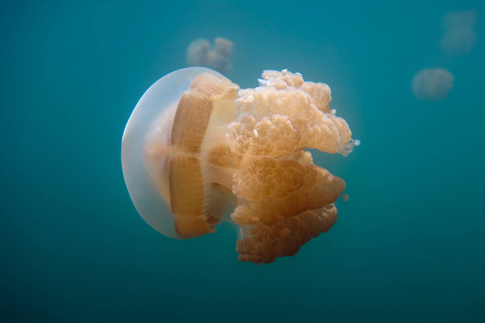 Jellyfish