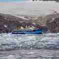 Ocean Albatros Arctic