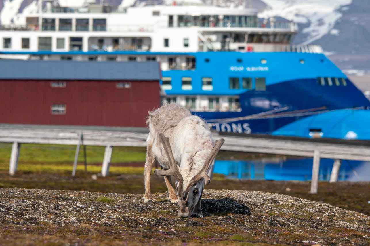 Ocean Albatros Arctic