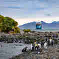Penguins - Ocean Albatros Antarctica
