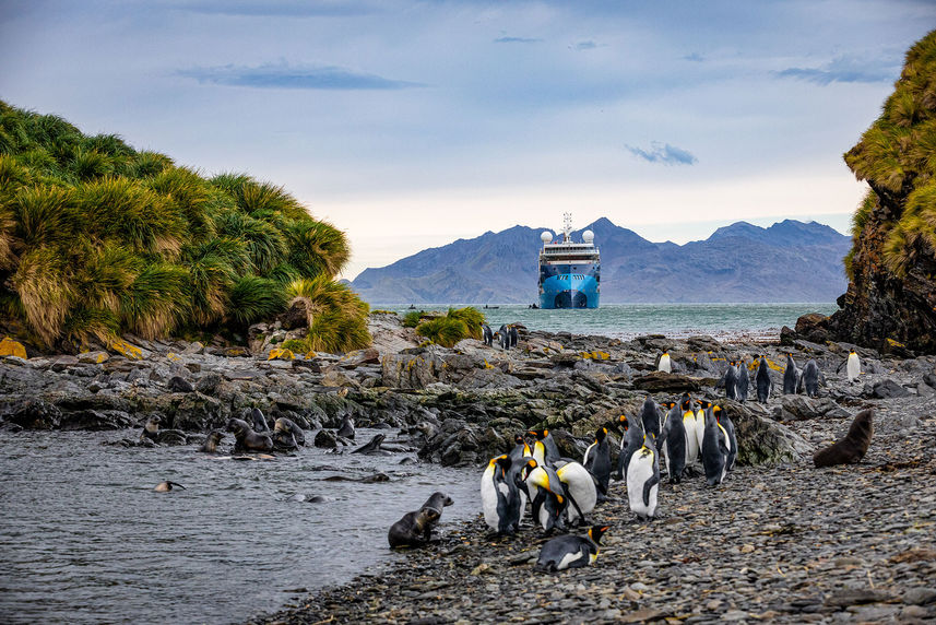 企鹅 - Ocean Albatros Antarctica