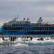 Pingouins - Ocean Albatros Antarctica