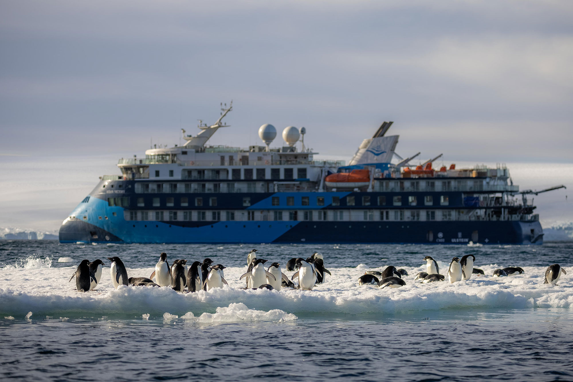 Pinguini - Ocean Albatros Antarctica