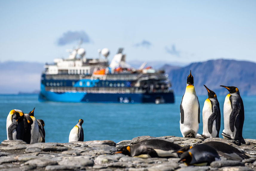 Pinguinos - Ocean Albatros Antarctica