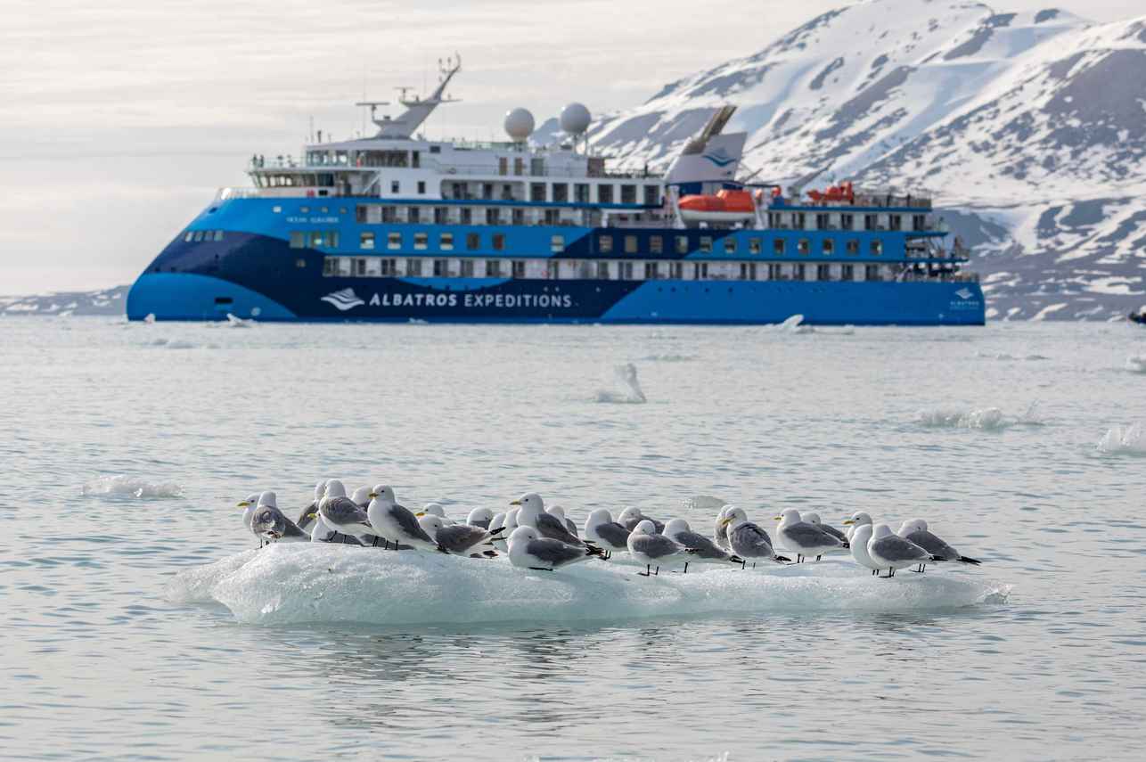 Ocean Albatros Antarctica