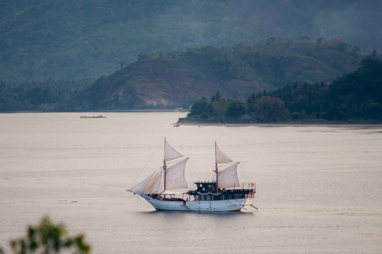 Ikan Kayu