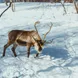 Reindeer