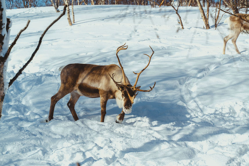 Reindeer