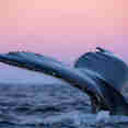 Whale Watching