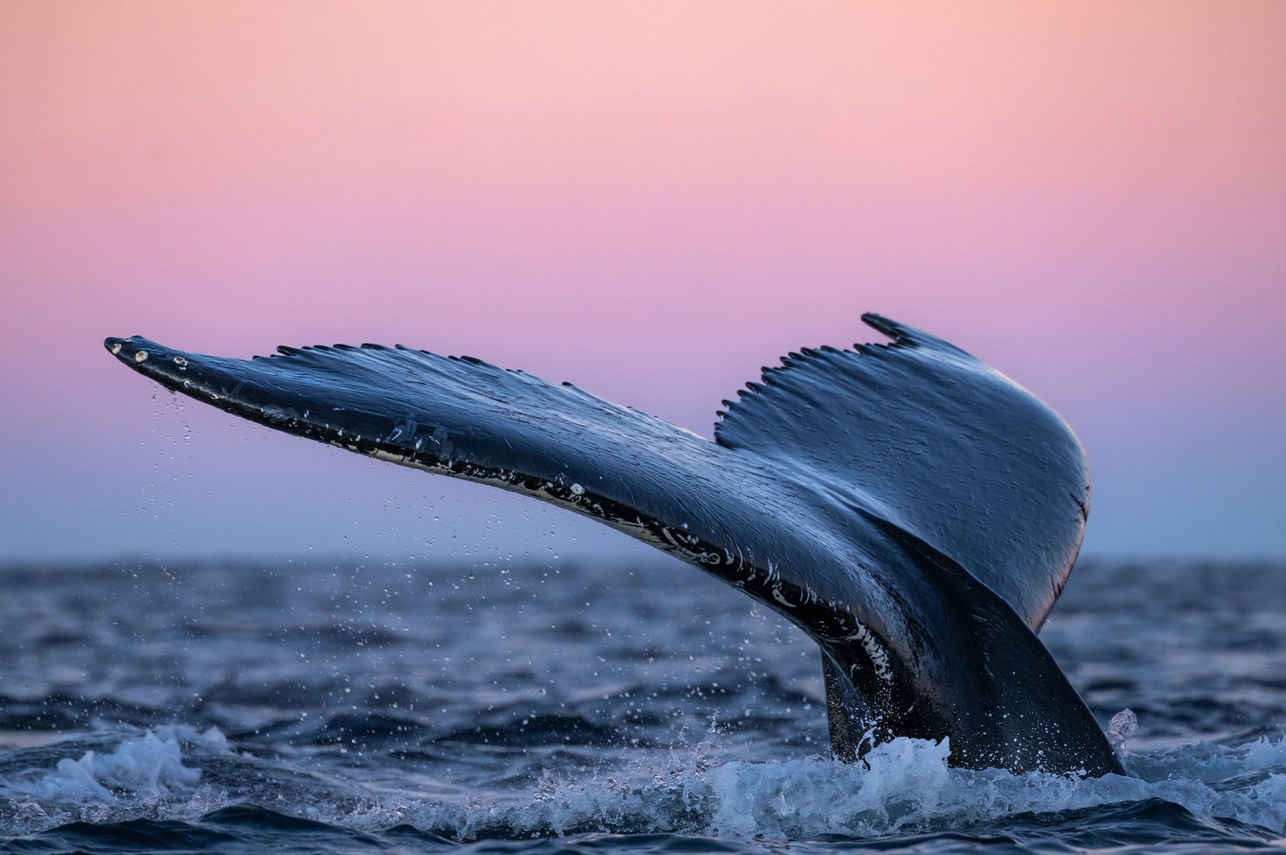 Whale Watching