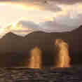 Whale Watching