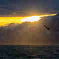 Norwegian Sea