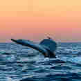 Whale Watching