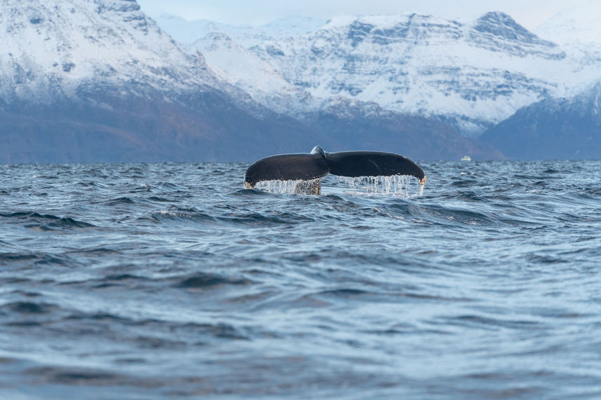 Whale Watching