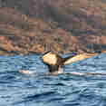Whale Watching