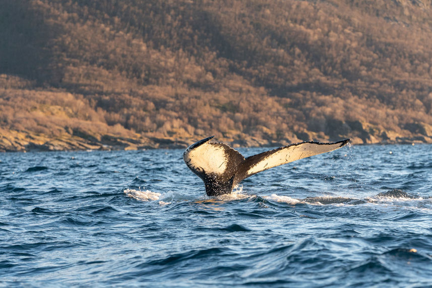 Whale Watching