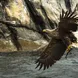 Golden Eagle