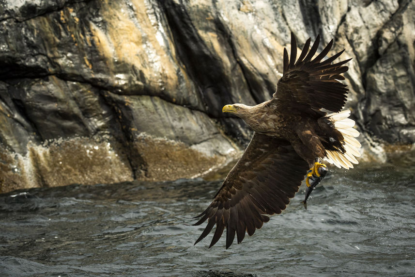 Golden Eagle